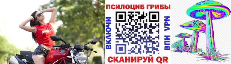 Галлюциногенные грибы Psilocybe  Купить закладки  Мелеуз 